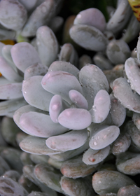 Pachyphytum 'Blue Haze'